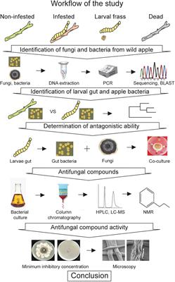 Wild Apple-Associated Fungi and Bacteria Compete to Colonize the Larval Gut of an Invasive Wood-Borer Agrilus mali in Tianshan Forests